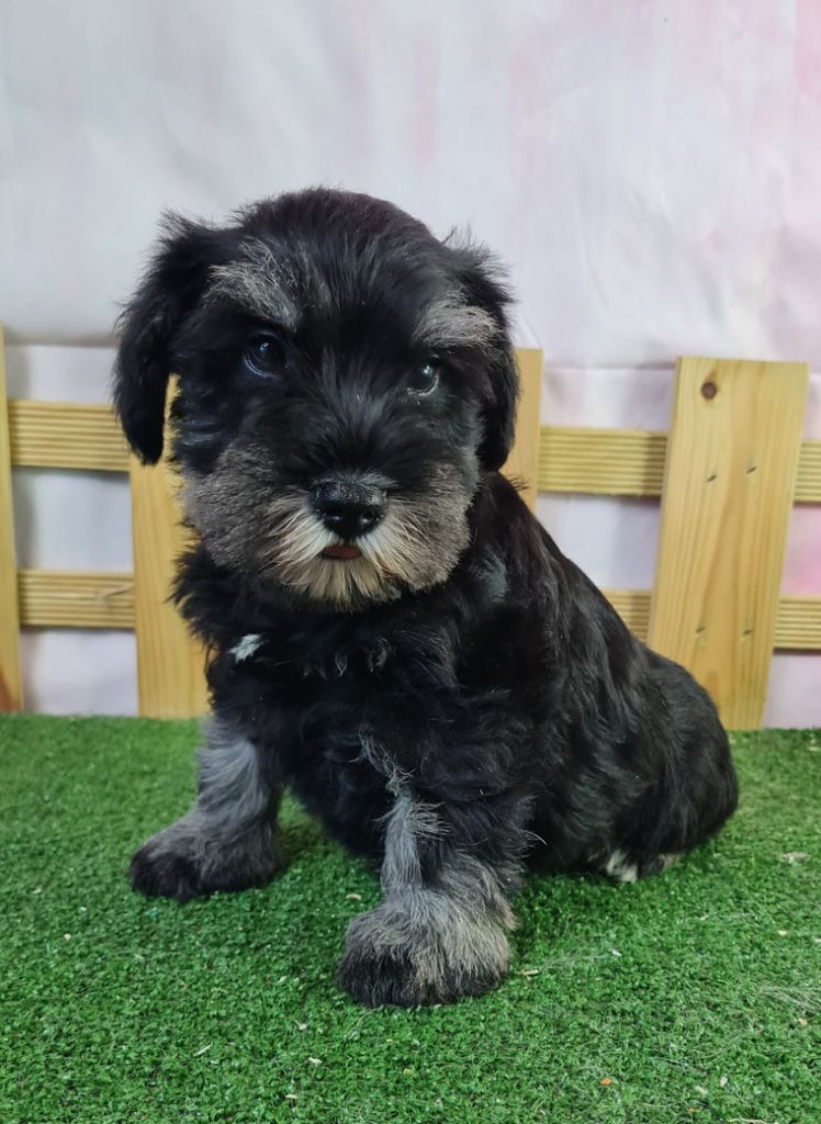 du mont de la chenaie - Schnauzer miniature - Portée née le 05/06/2024