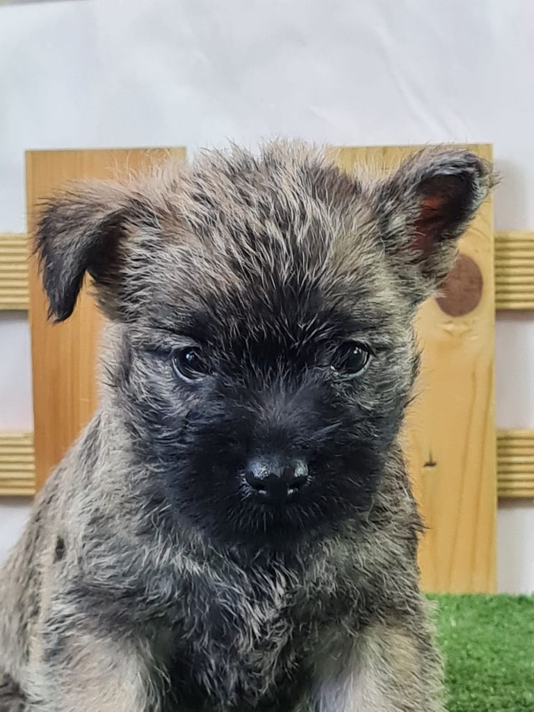 du mont de la chenaie - Chiots disponibles - Cairn Terrier