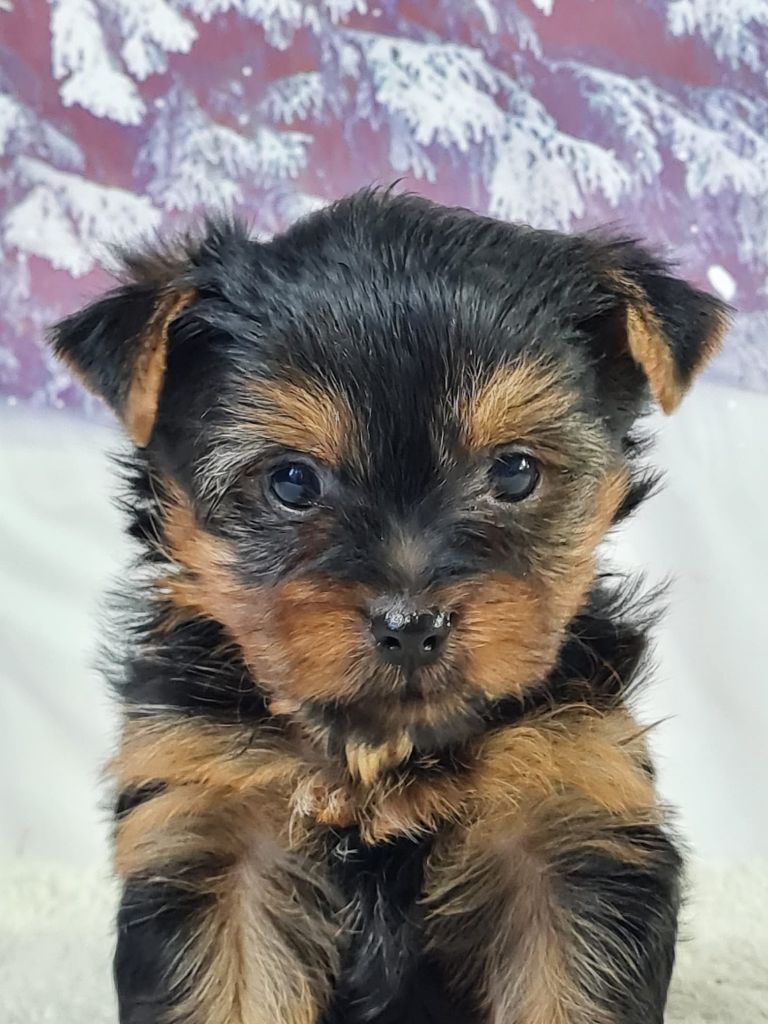 du mont de la chenaie - Yorkshire Terrier - Portée née le 29/12/2024