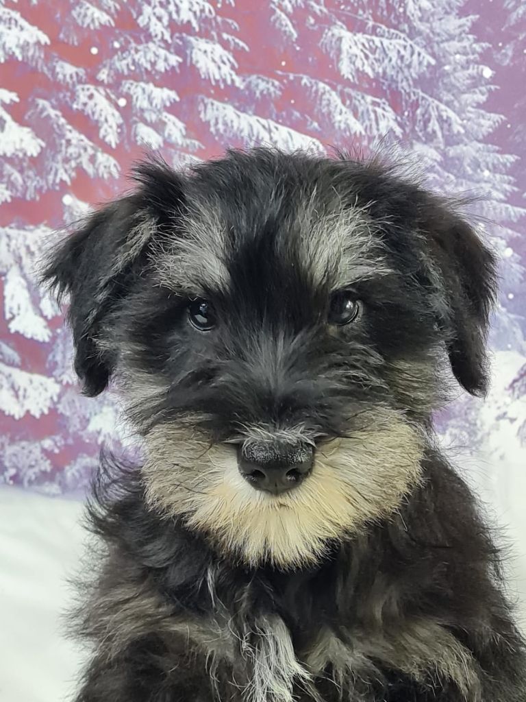 du mont de la chenaie - Chiots disponibles - Schnauzer miniature