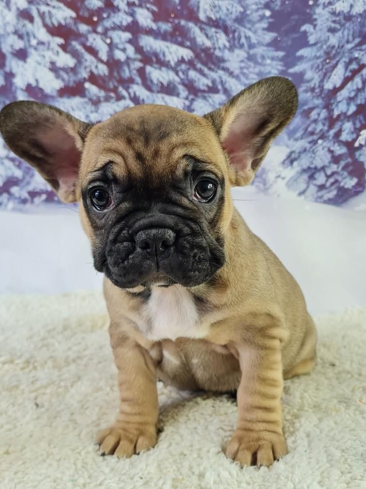 du mont de la chenaie - Bouledogue français - Portée née le 28/03/2023