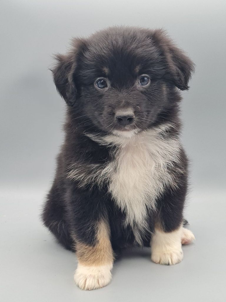 du mont de la chenaie - Chiots disponibles - Berger Américain Miniature 