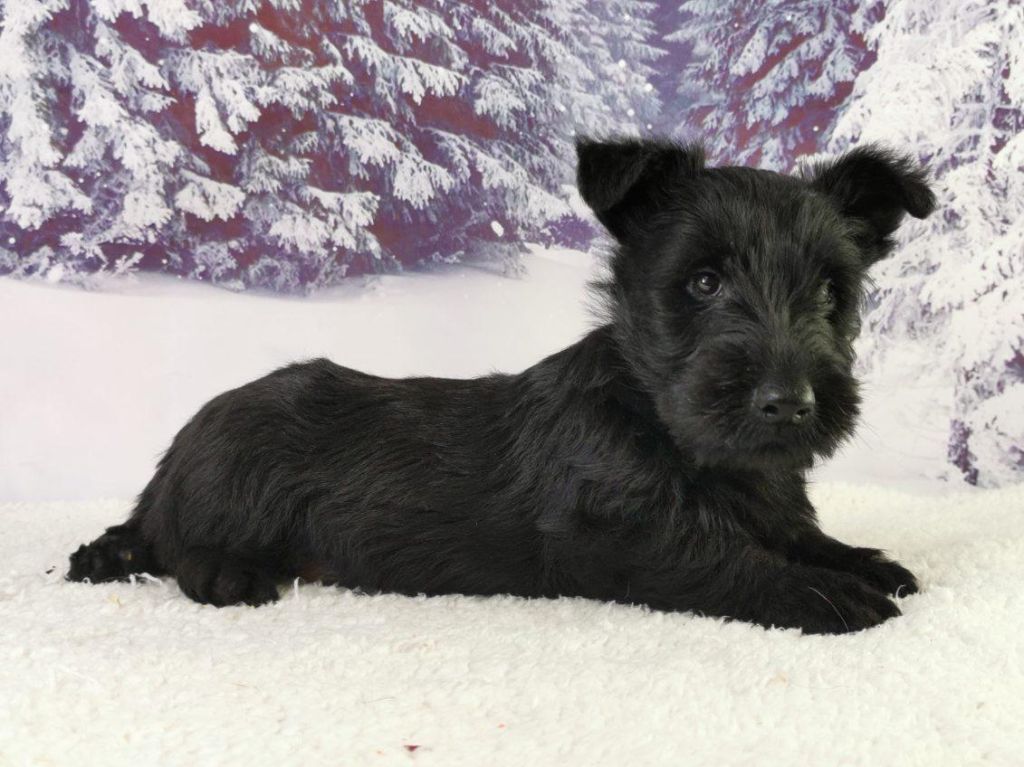 du mont de la chenaie - Scottish Terrier - Portée née le 04/06/2023