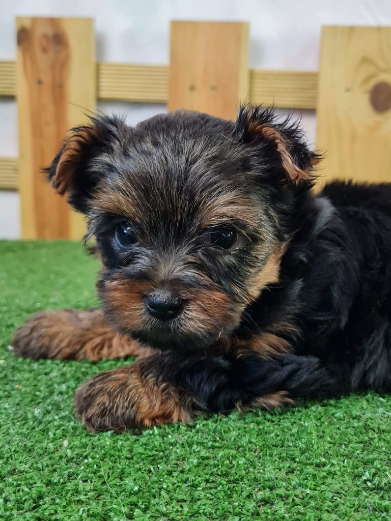 du mont de la chenaie - Chiots disponibles - Yorkshire Terrier