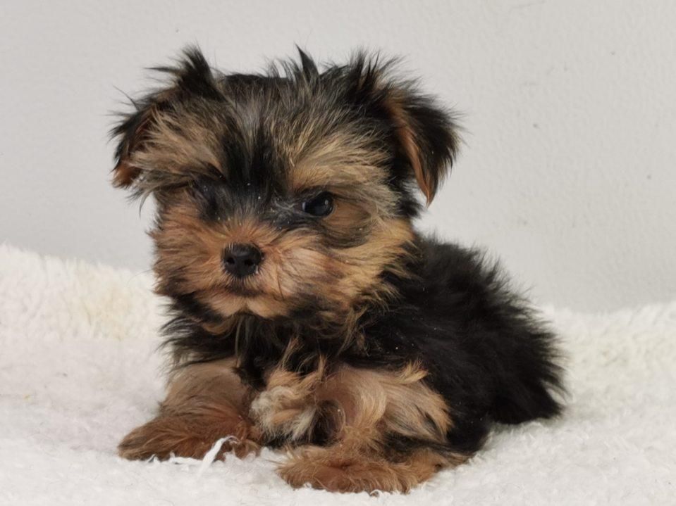 du mont de la chenaie - Yorkshire Terrier - Portée née le 03/07/2021