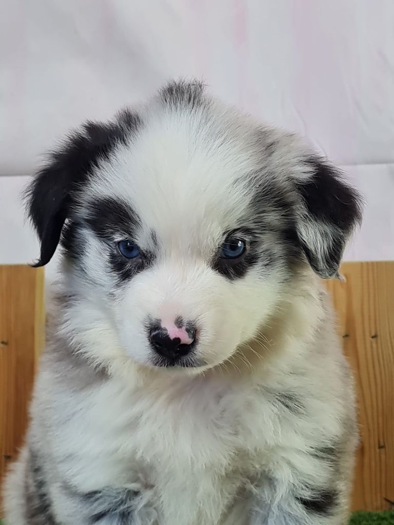 du mont de la chenaie - Chiots disponibles - Berger Américain Miniature 