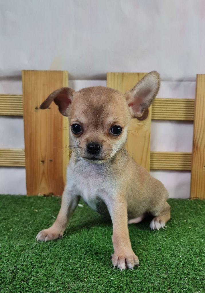 du mont de la chenaie - Chihuahua - Portée née le 27/04/2024