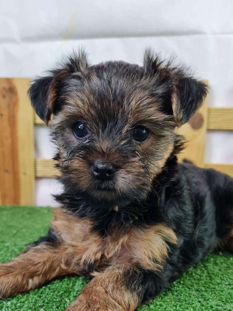 du mont de la chenaie - Chiots disponibles - Yorkshire Terrier