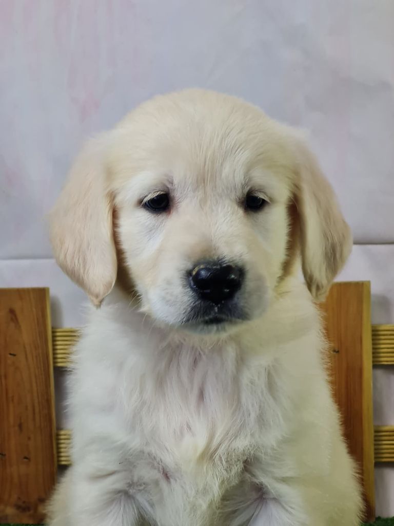 du mont de la chenaie - Chiots disponibles - Golden Retriever