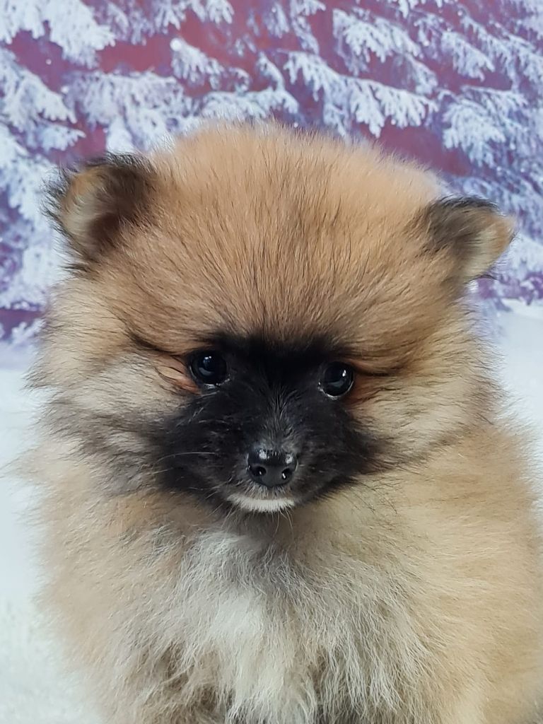 du mont de la chenaie - Spitz allemand - Portée née le 20/11/2024