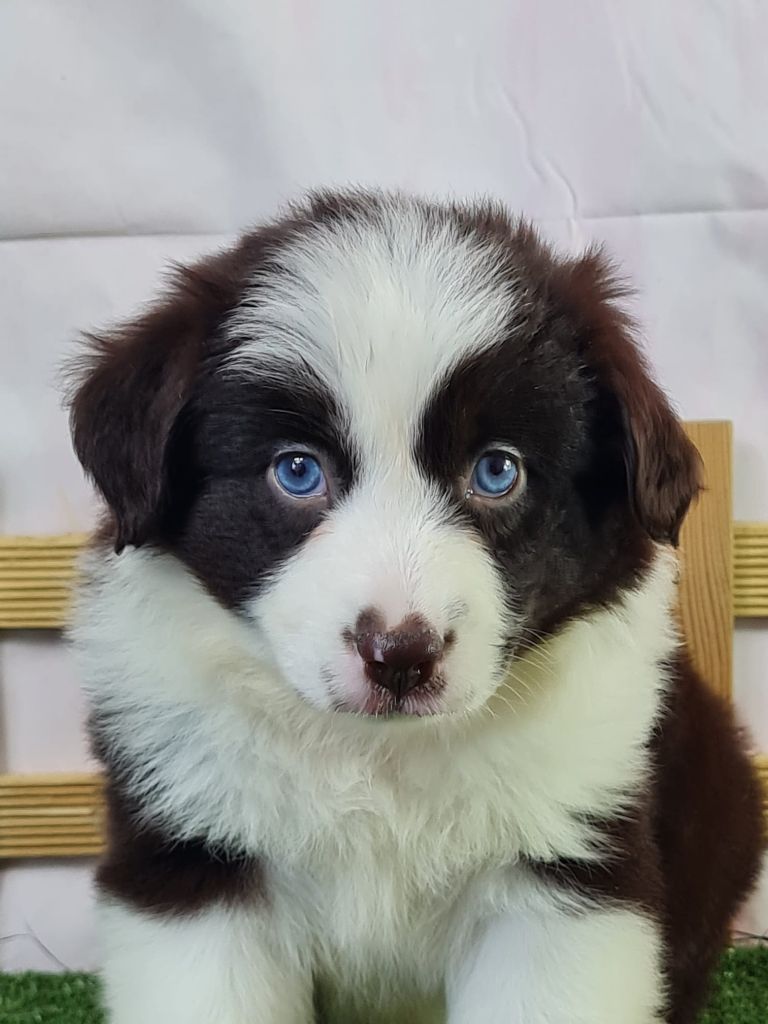 du mont de la chenaie - Chiots disponibles - Berger Américain Miniature 