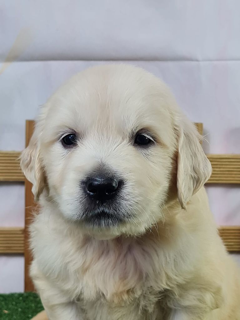du mont de la chenaie - Chiots disponibles - Golden Retriever