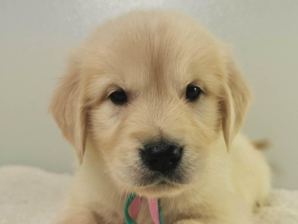 CHIOT