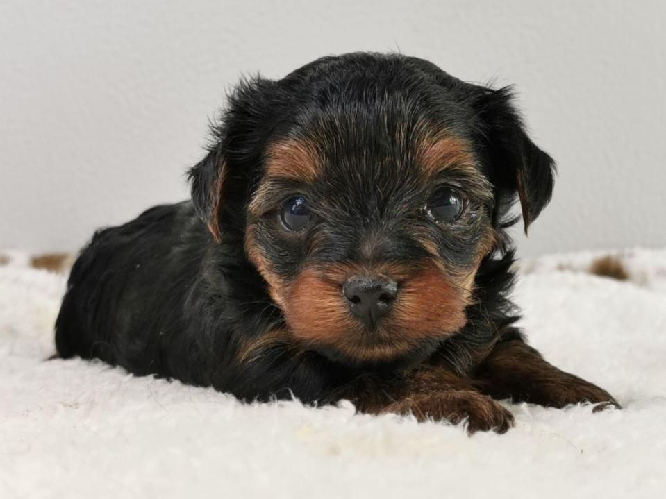 du mont de la chenaie - Yorkshire Terrier - Portée née le 28/10/2021