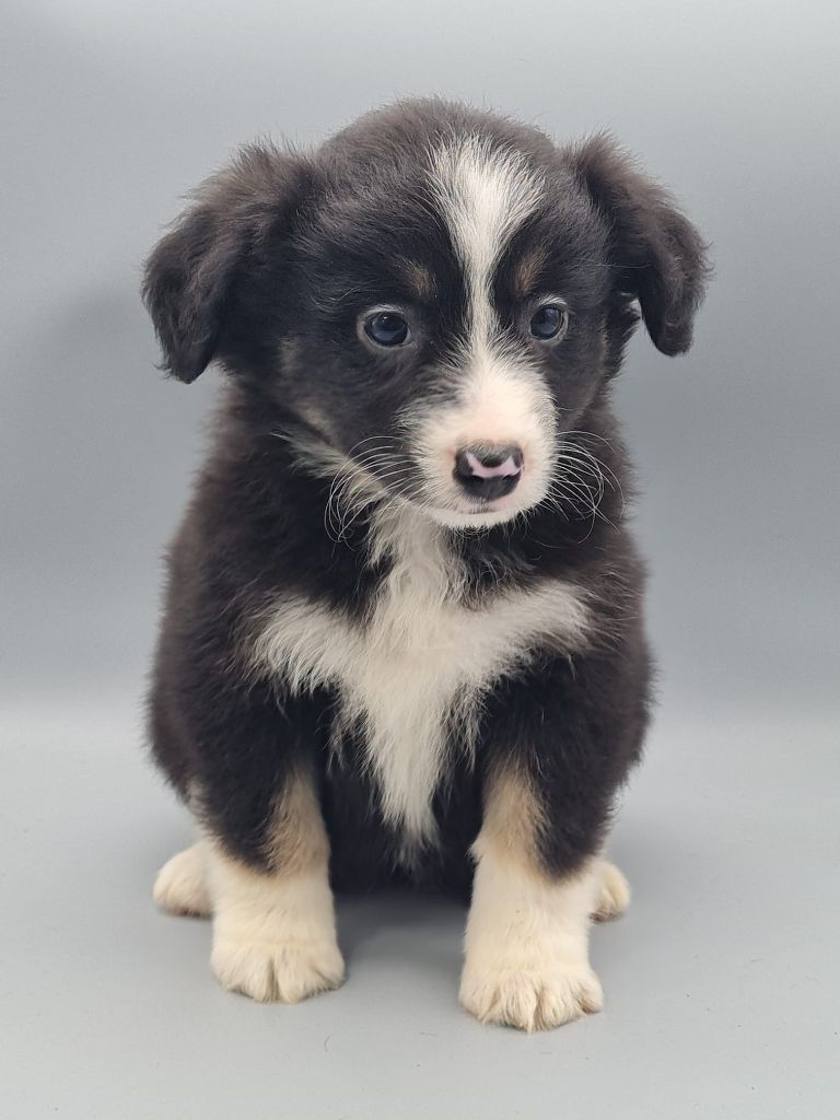 du mont de la chenaie - Chiots disponibles - Berger Américain Miniature 