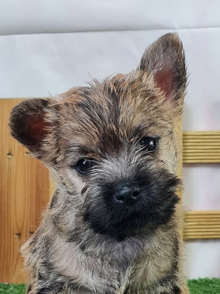 du mont de la chenaie - Chiots disponibles - Cairn Terrier