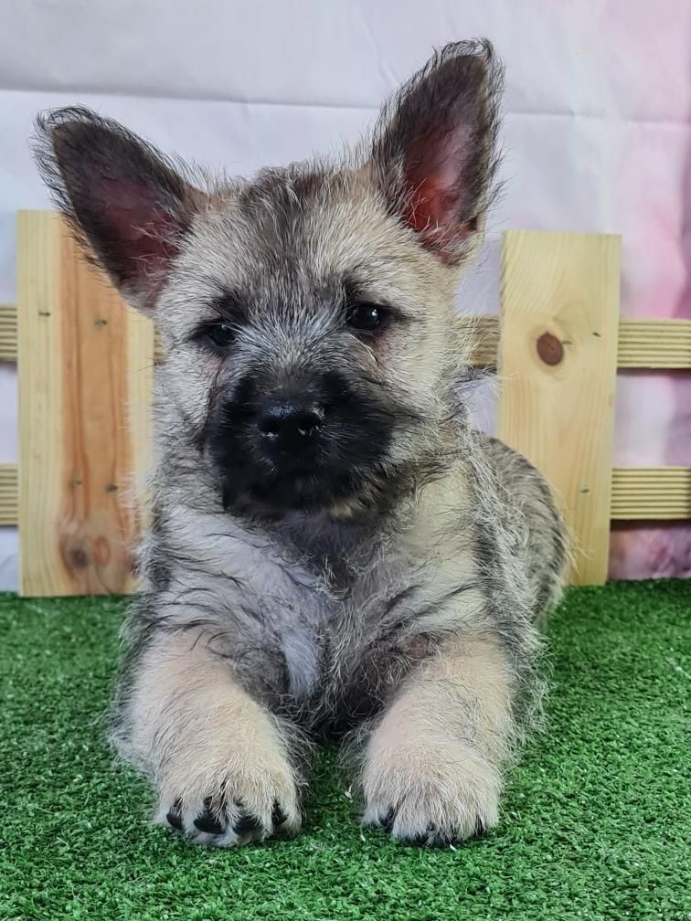 du mont de la chenaie - Cairn Terrier - Portée née le 05/05/2023