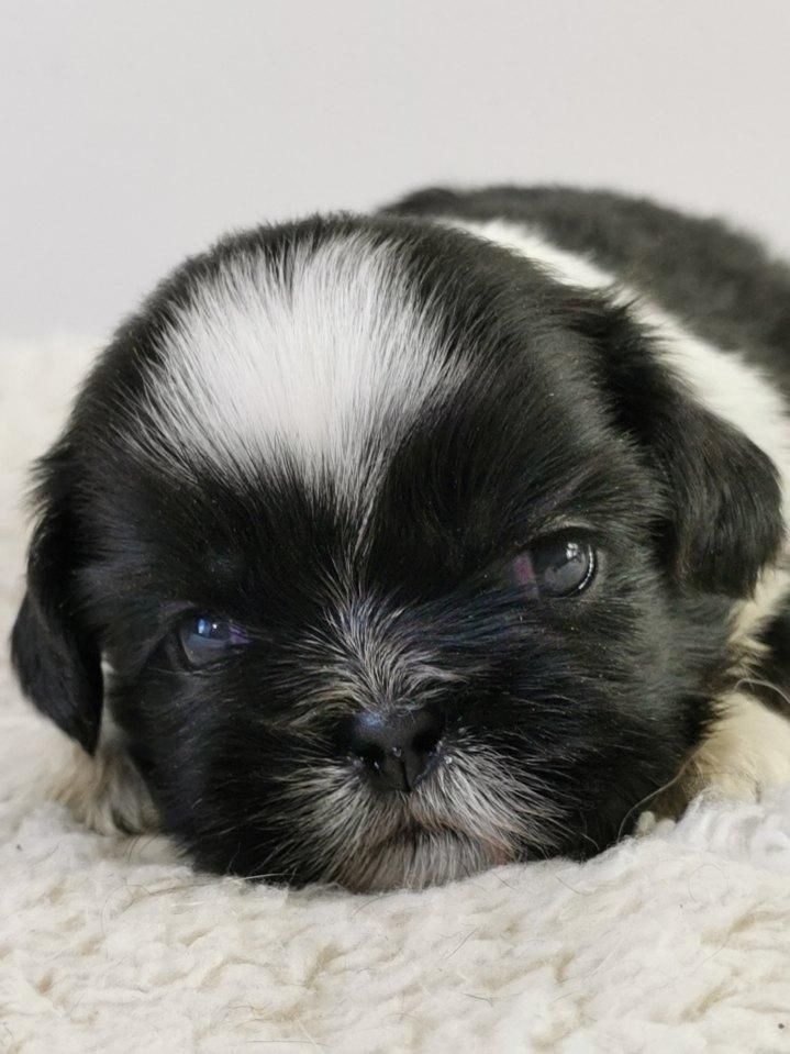du mont de la chenaie - Shih Tzu - Portée née le 02/02/2022