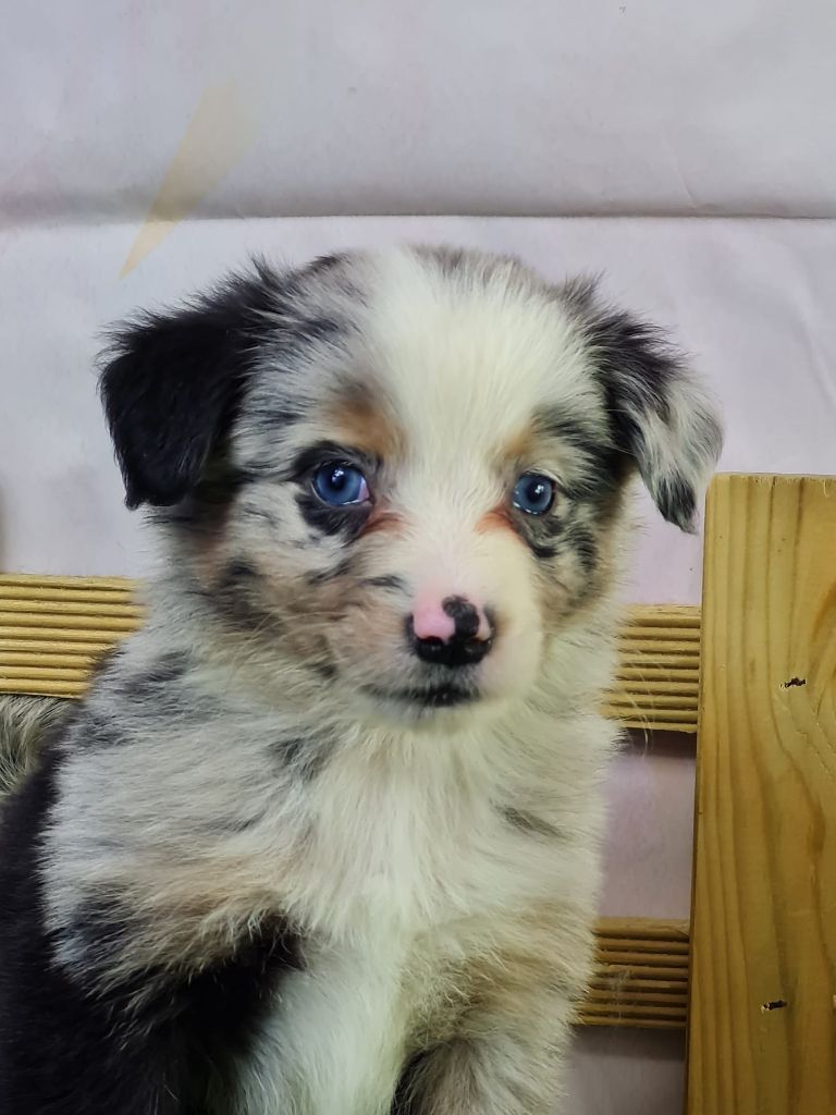 du mont de la chenaie - Chiots disponibles - Berger Américain Miniature 