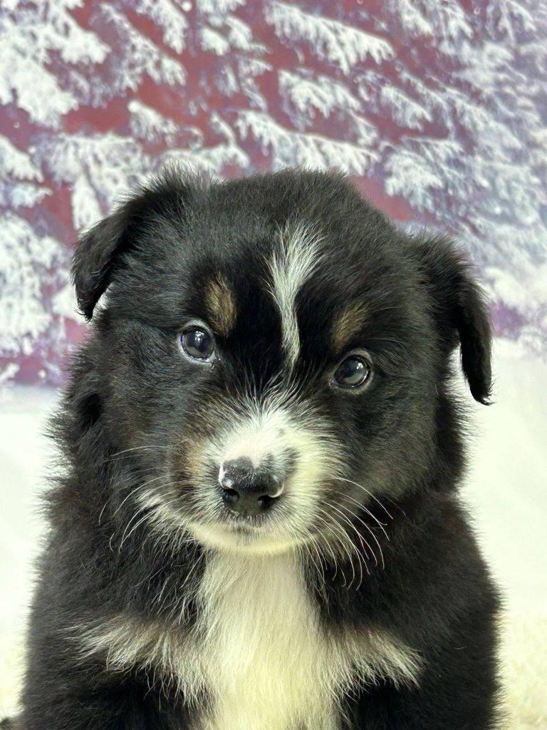du mont de la chenaie - Chiots disponibles - Berger Américain Miniature 