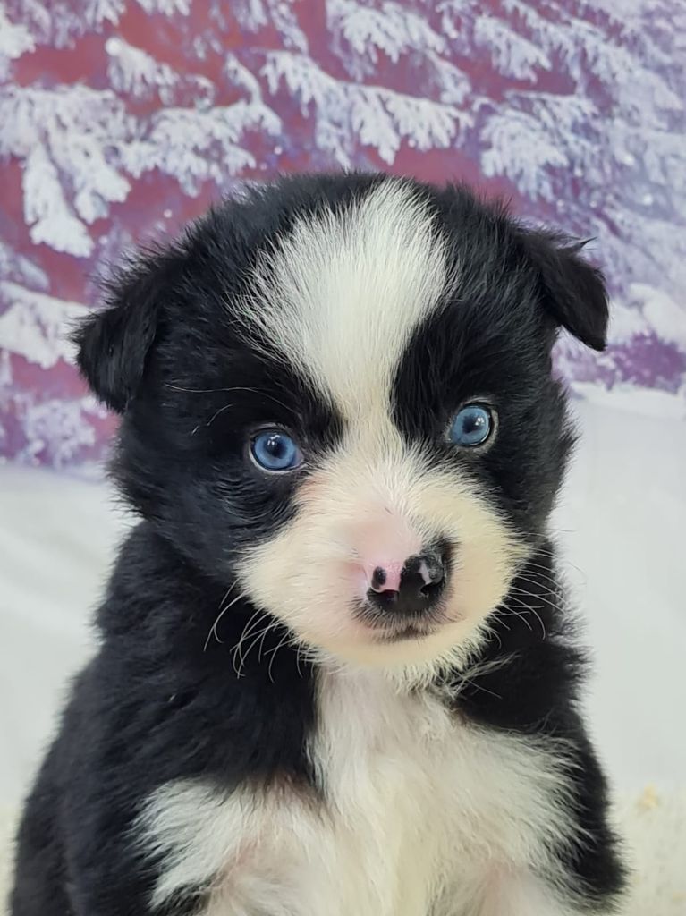 du mont de la chenaie - Chiots disponibles - Berger Américain Miniature 