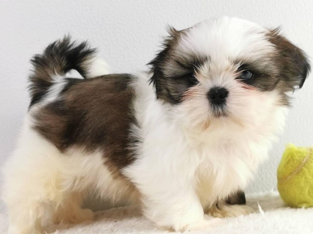 du mont de la chenaie - Shih Tzu - Portée née le 01/12/2021