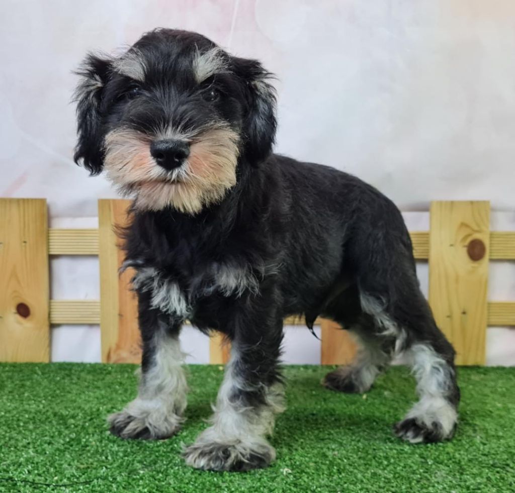 du mont de la chenaie - Schnauzer miniature - Portée née le 30/06/2023