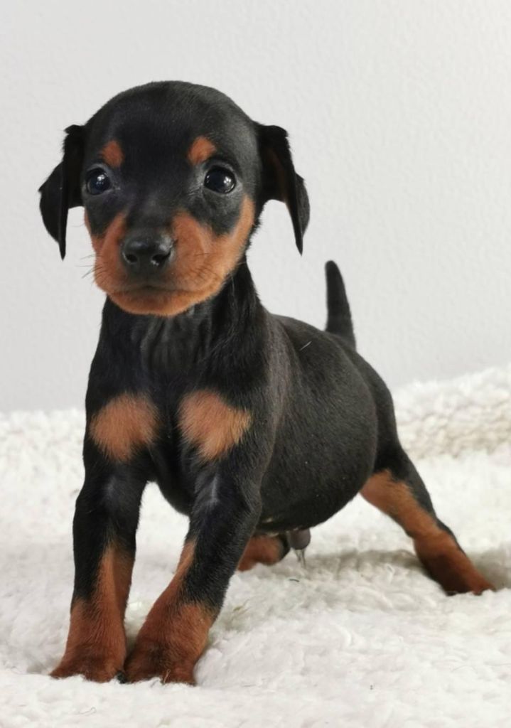 du mont de la chenaie - Pinscher nain - Portée née le 20/11/2021