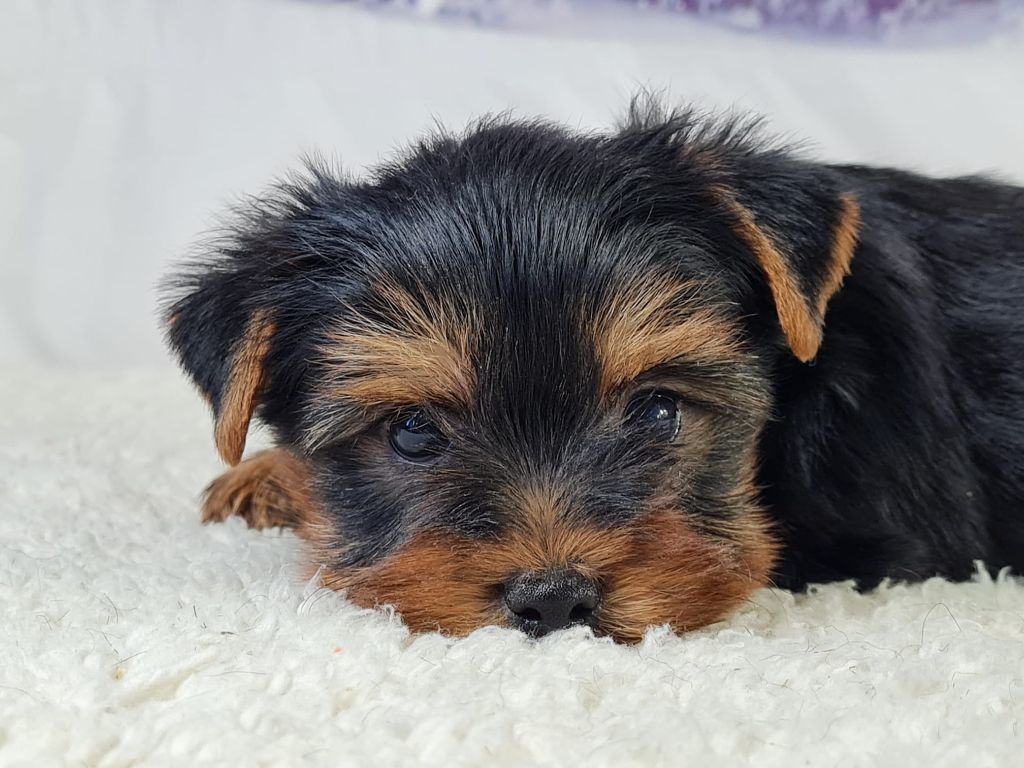 du mont de la chenaie - Chiots disponibles - Yorkshire Terrier