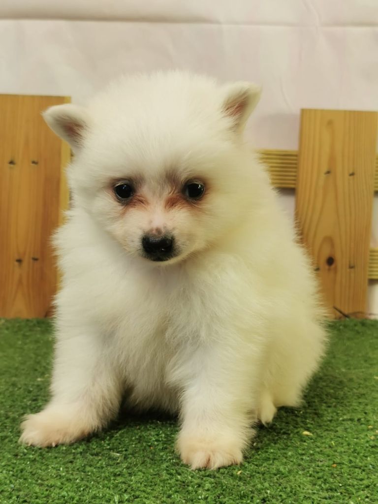 du mont de la chenaie - Chiots disponibles - Volpino Italiano