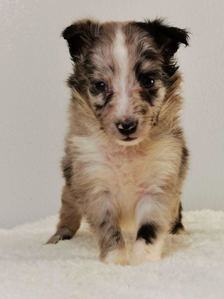 du mont de la chenaie - Shetland Sheepdog - Portée née le 07/08/2020