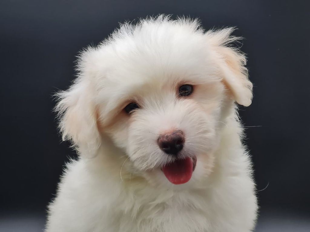du mont de la chenaie - Chiots disponibles - Coton de Tulear