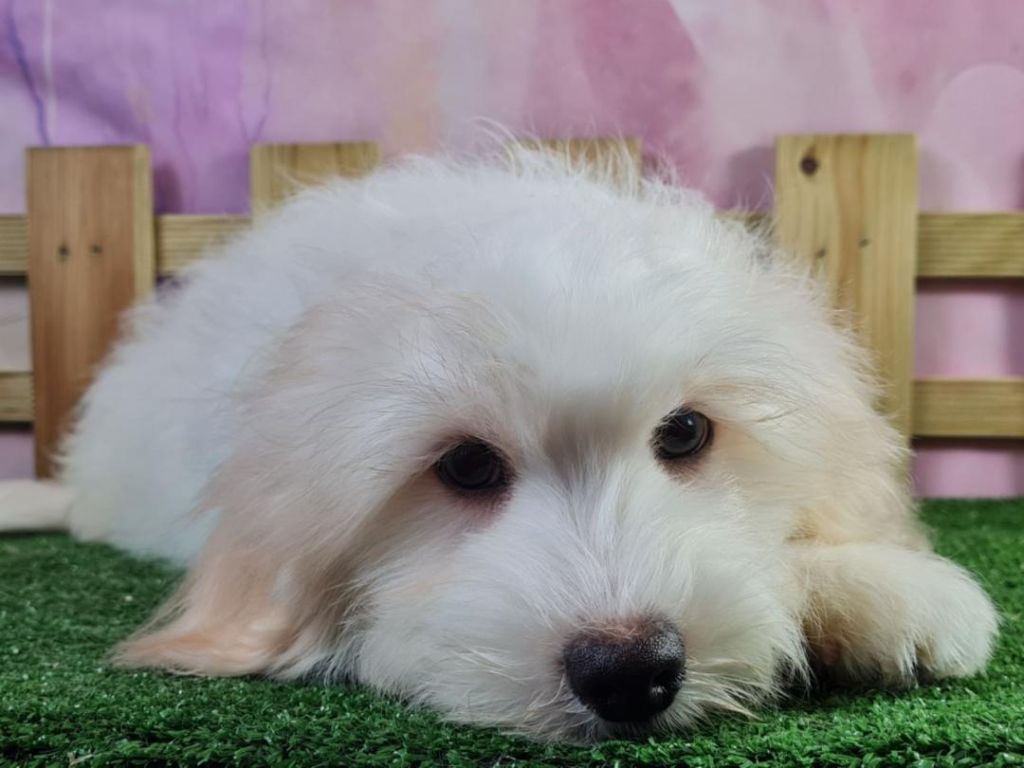 du mont de la chenaie - Coton de Tulear - Portée née le 22/07/2022