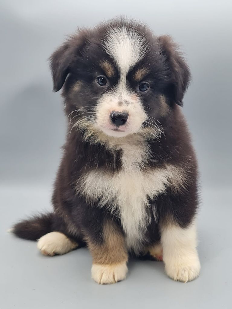 du mont de la chenaie - Chiots disponibles - Berger Américain Miniature 