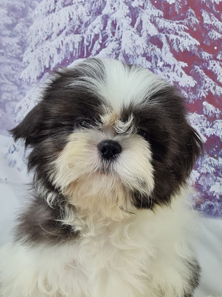 du mont de la chenaie - Chiots disponibles - Shih Tzu