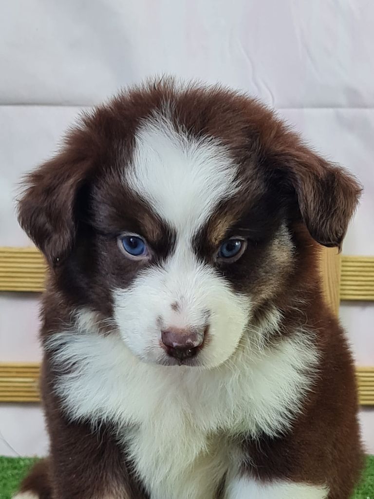 du mont de la chenaie - Chiots disponibles - Berger Américain Miniature 